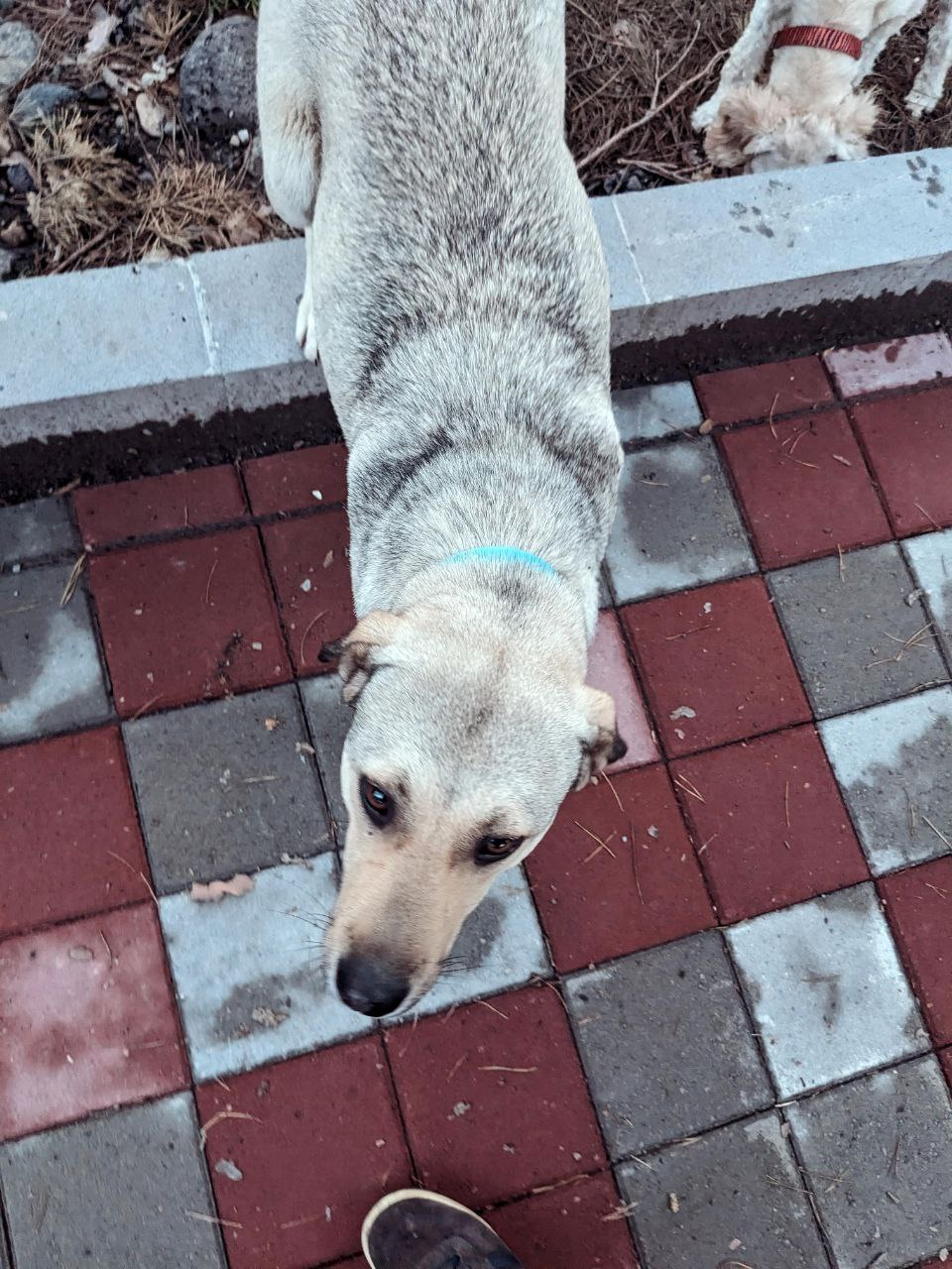 Stray Dog With a Collar